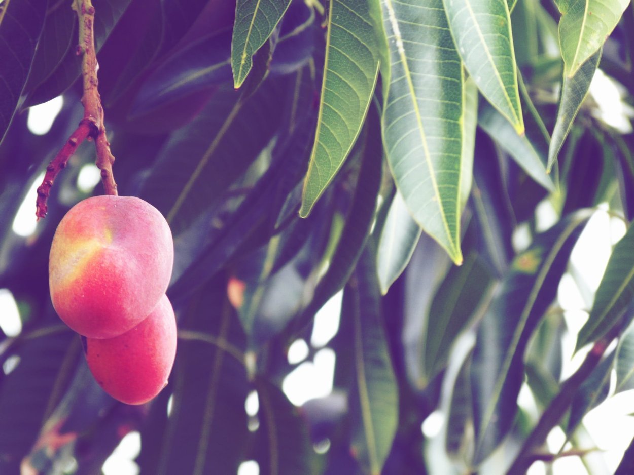 Вьетнам манговое дерево