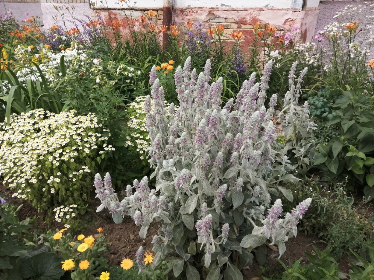 Чистец Альпийский