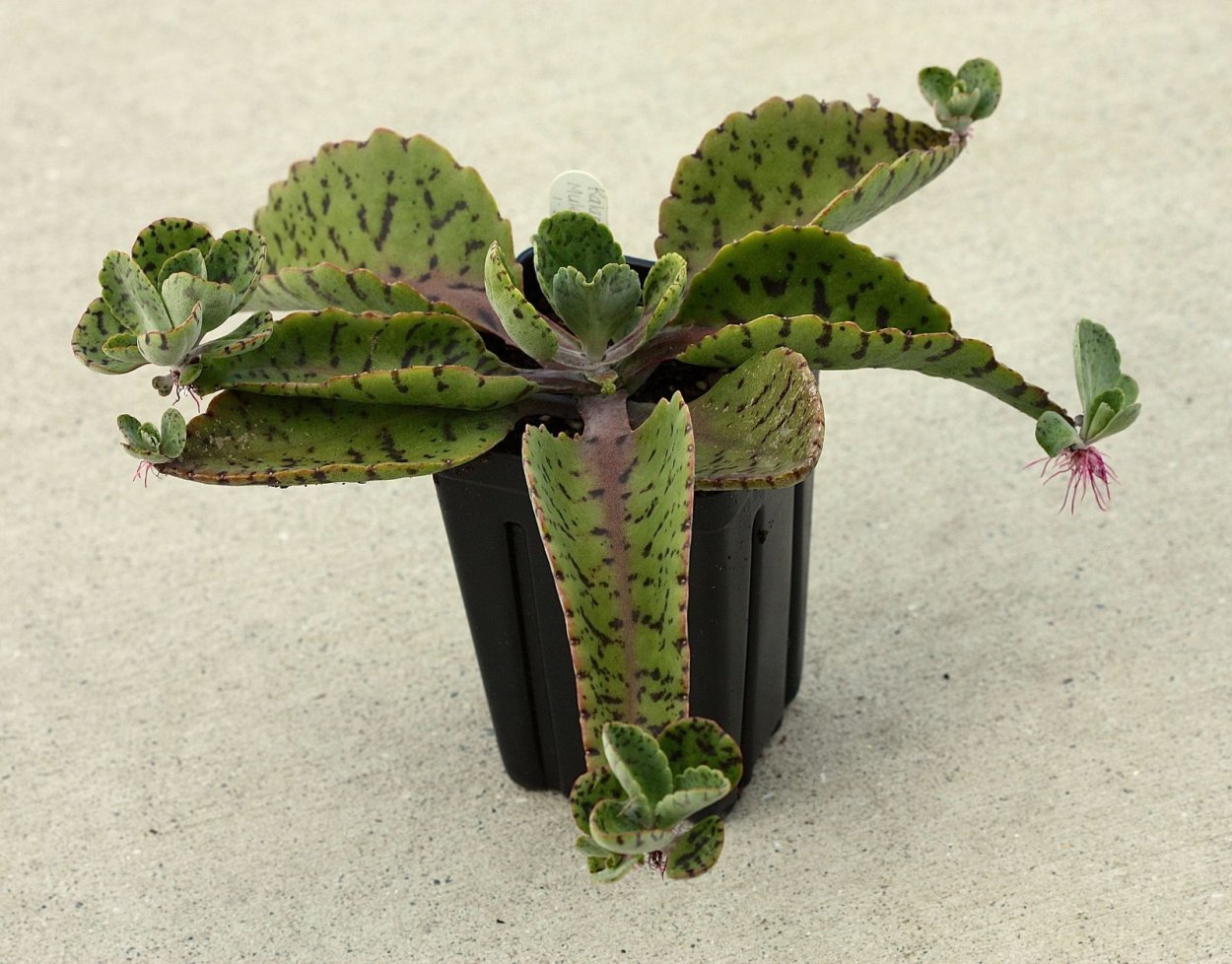 Каланхоэ Гастона Бонье