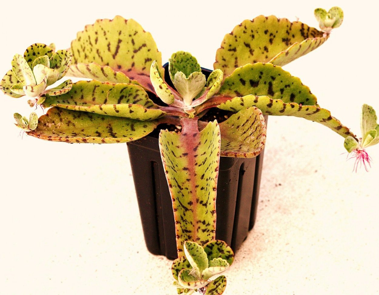 Каланхоэ гастонисбонниери