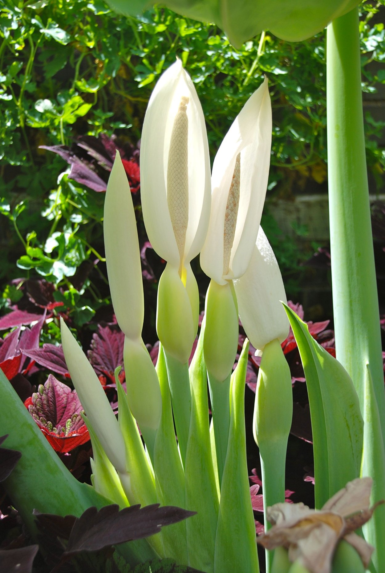 Слоновое ухо цветок