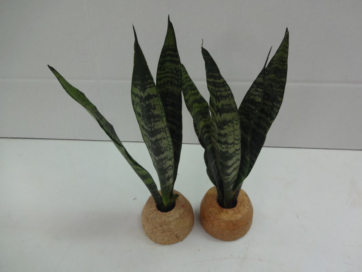 Слоновьи ушки растение