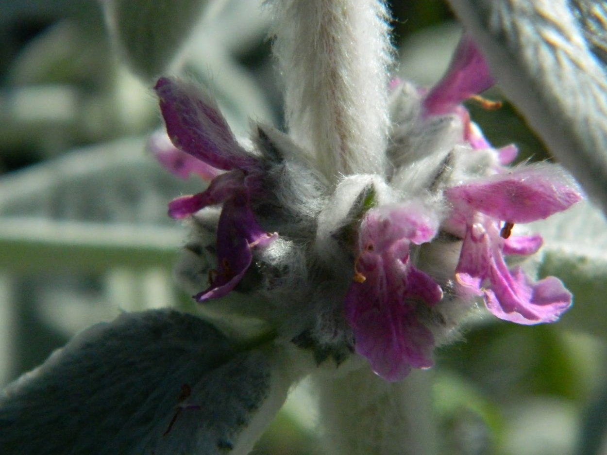 Алоказия Блэк вельвет