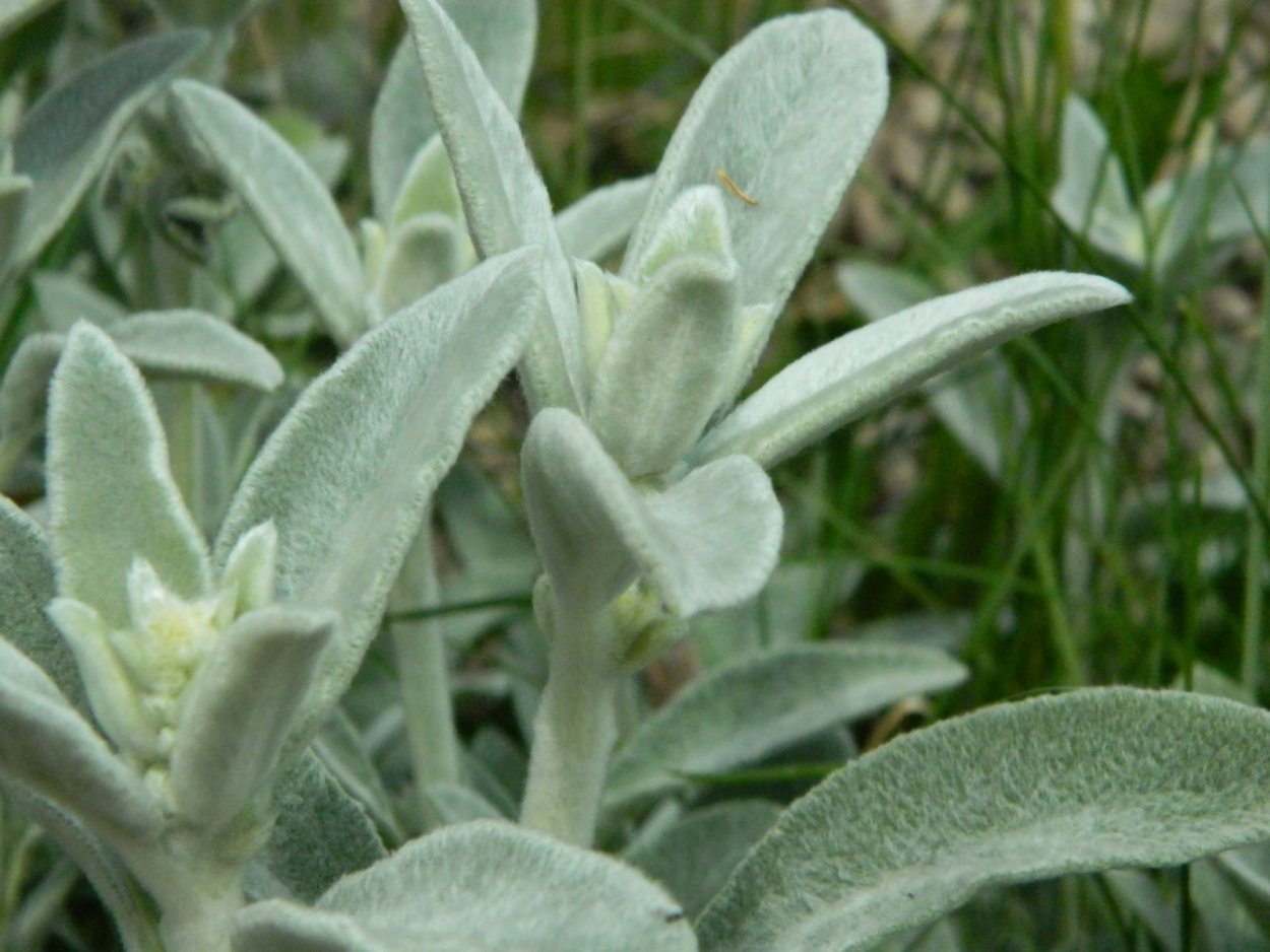 Чистец шерстистый (Stachys Lanata)