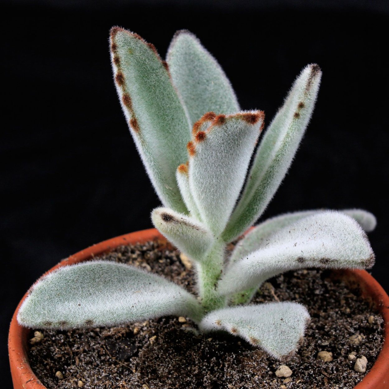 Kalanchoe tomentosa