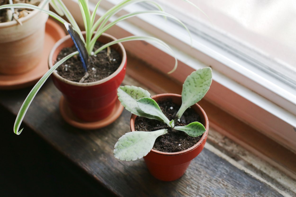 Чистец шерстистый Медвежьи ушки