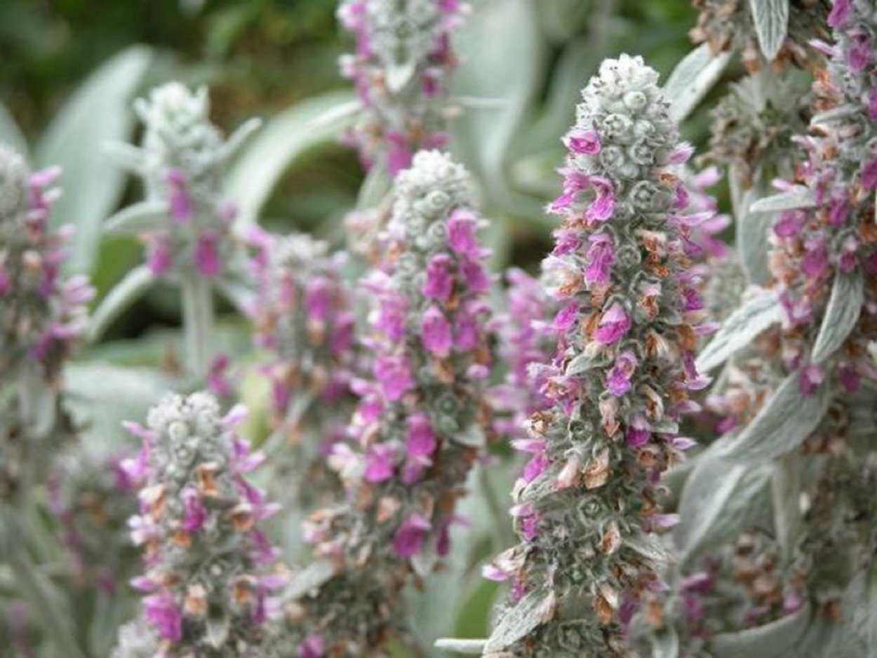 Антуриум кристалайнум