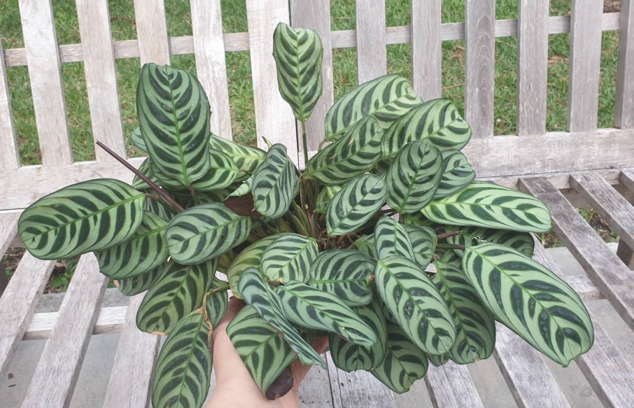 Очиток Моргана