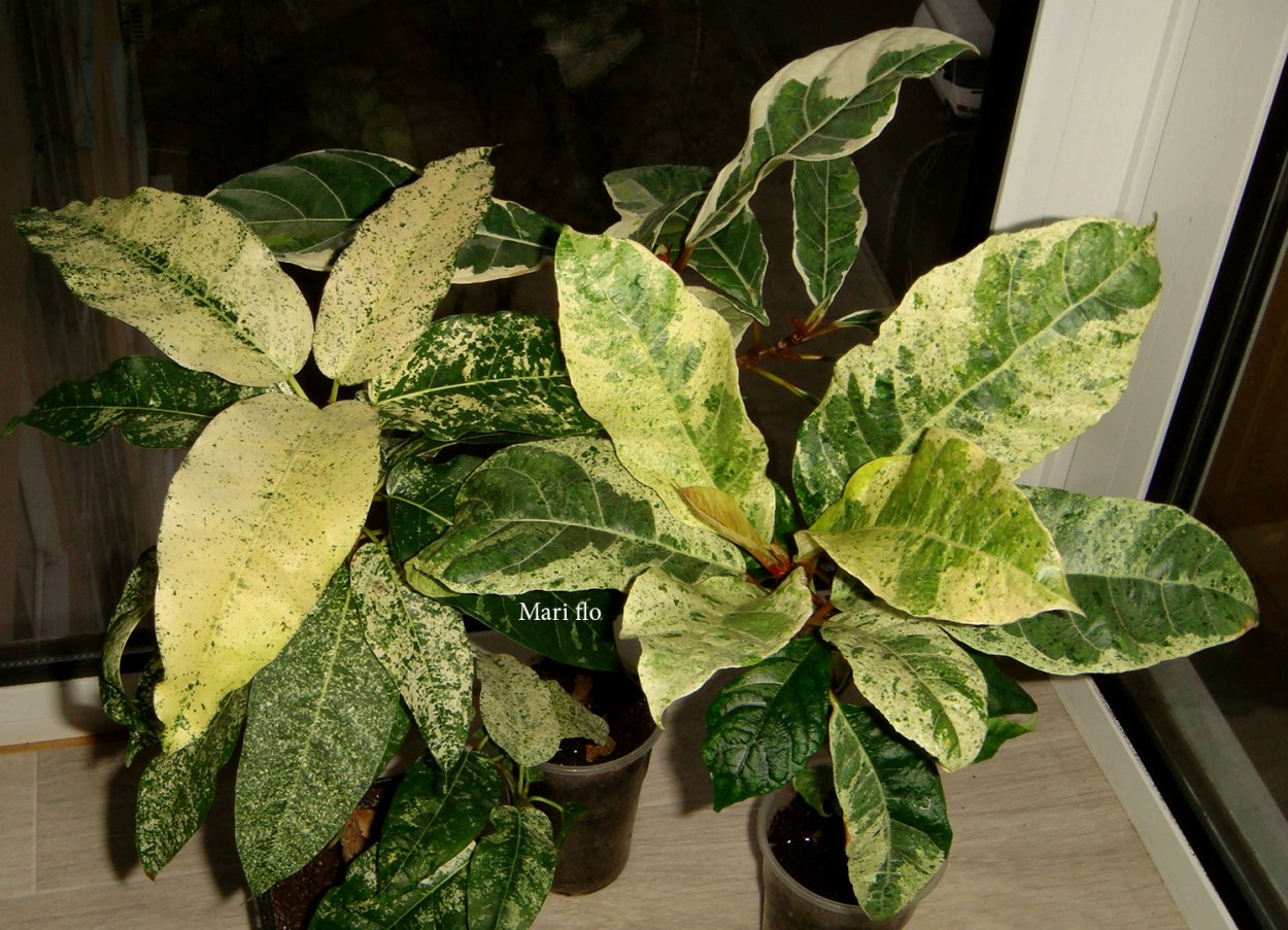 Фикус Бенджамина цветет