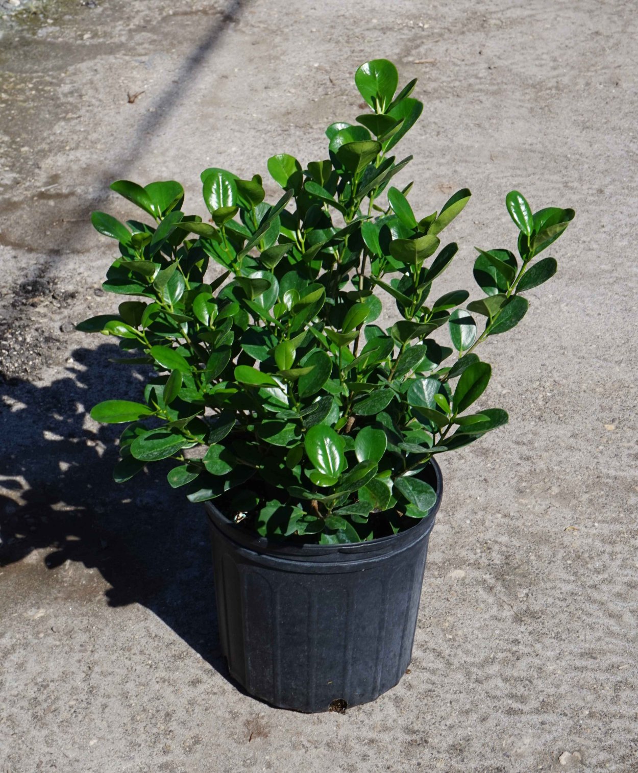 Фикус лирата