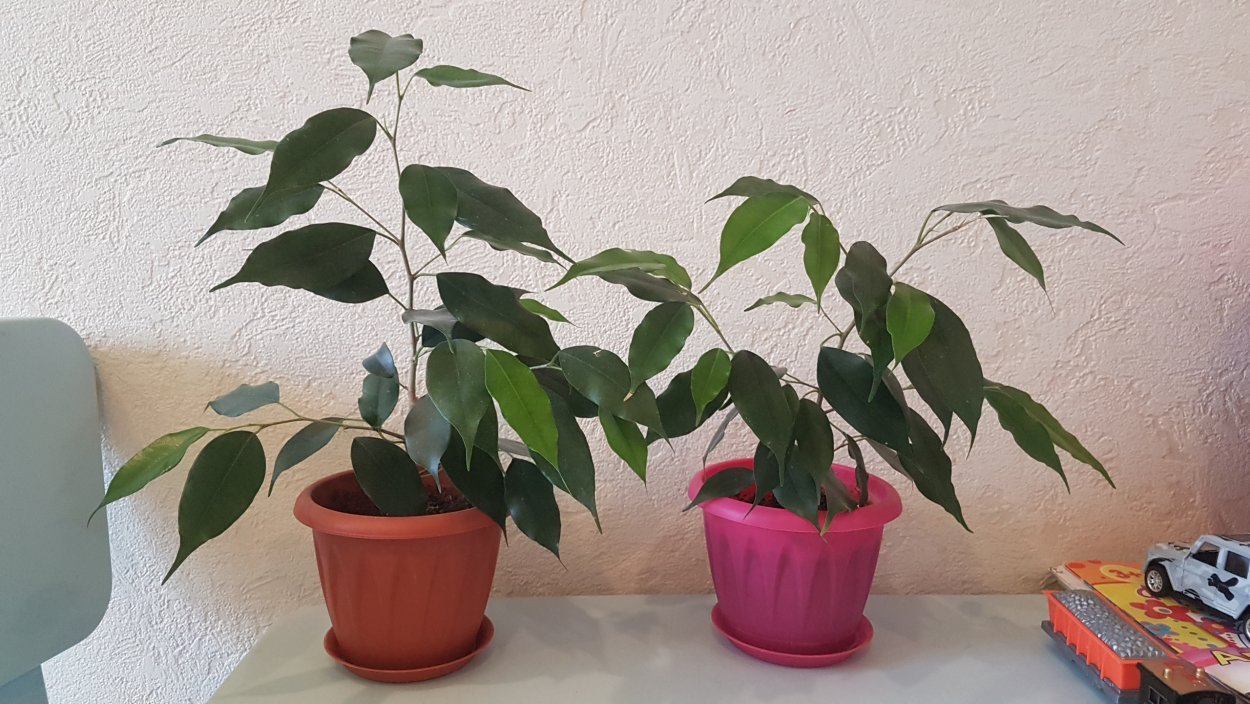 Фикус Бенджамина Березка