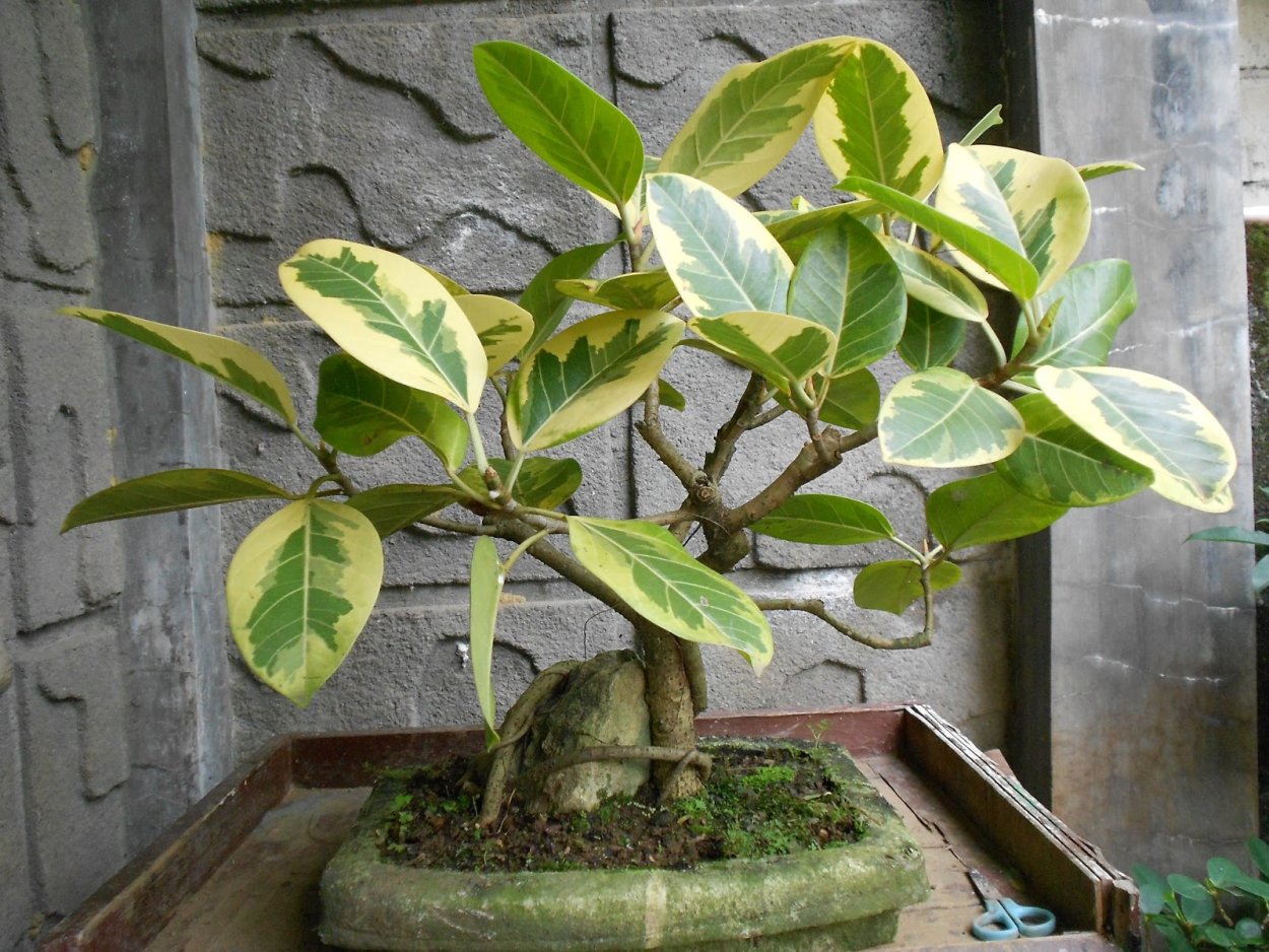 Фикус каучуконосный паспорт растения