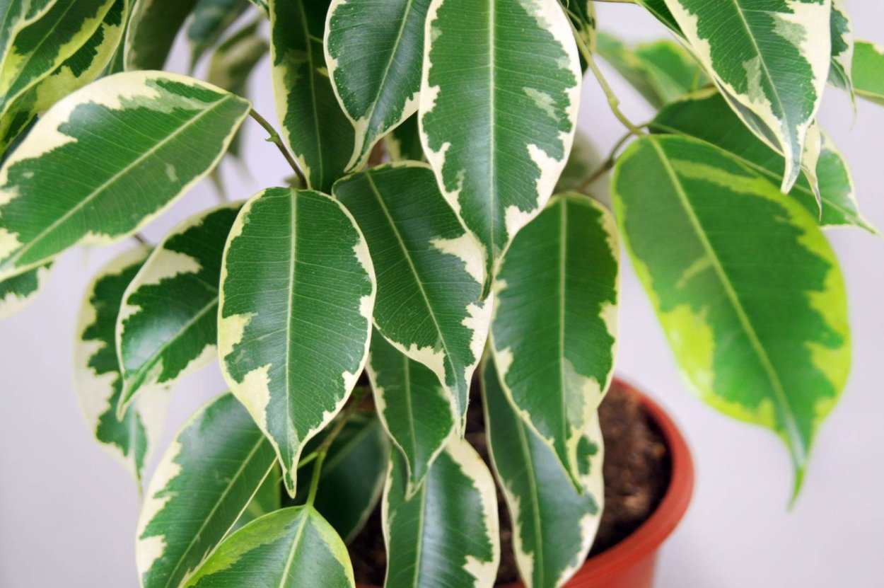 Фикус Бенджамина d13