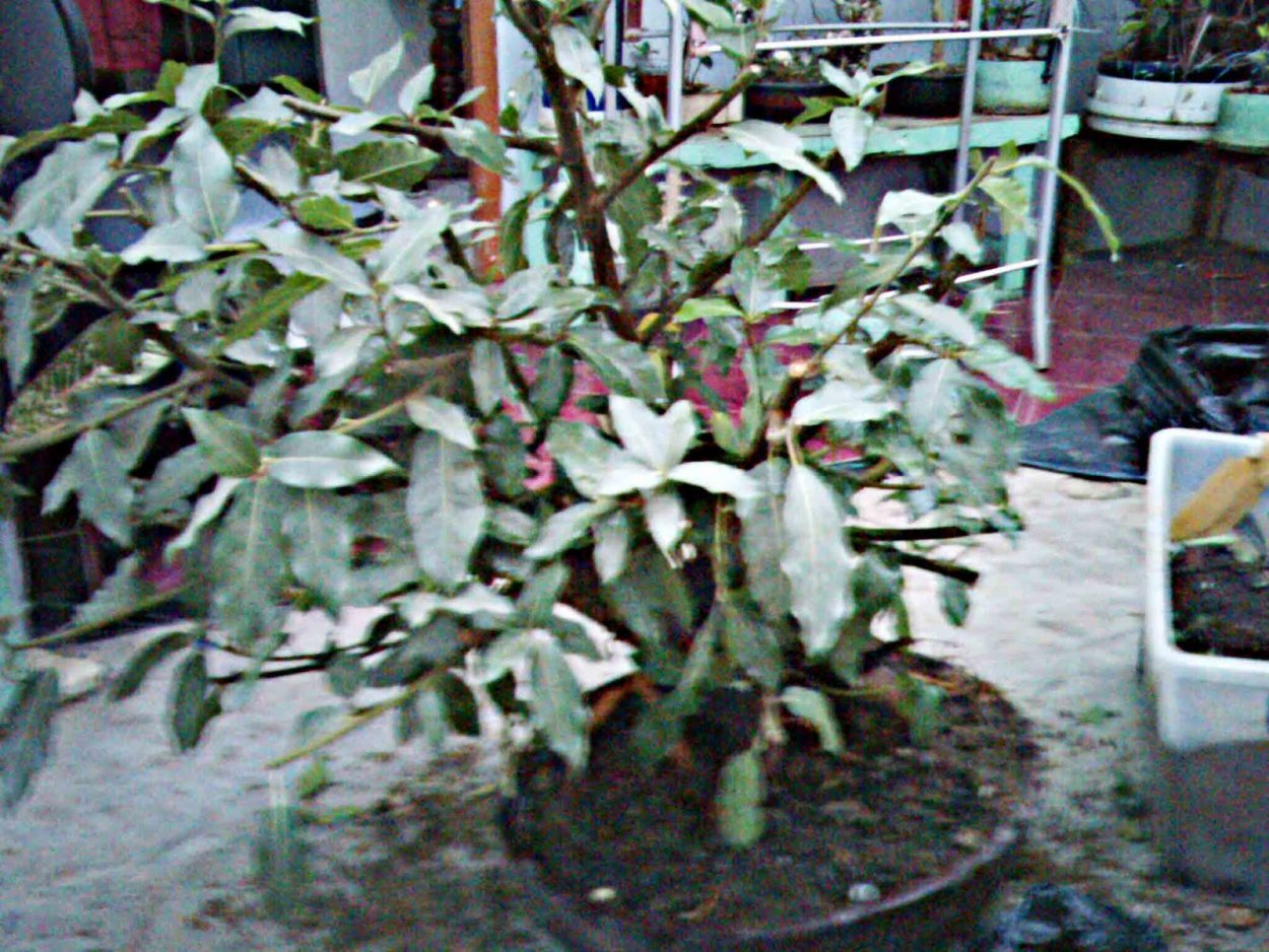 Фикус Бенджамина финки