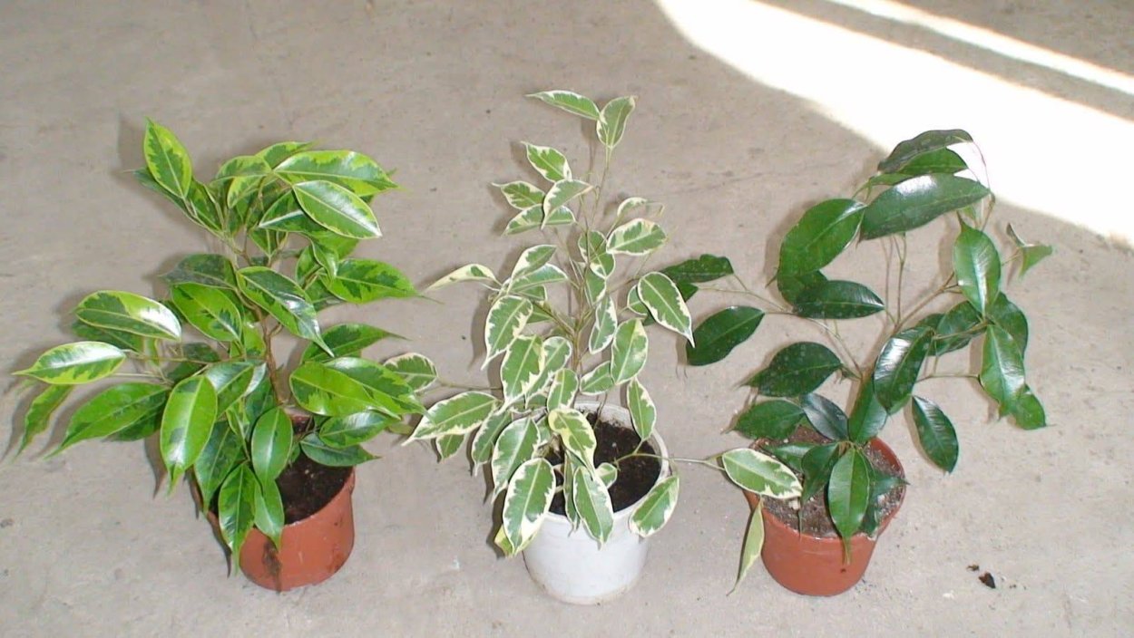 Фикус Бенджамина