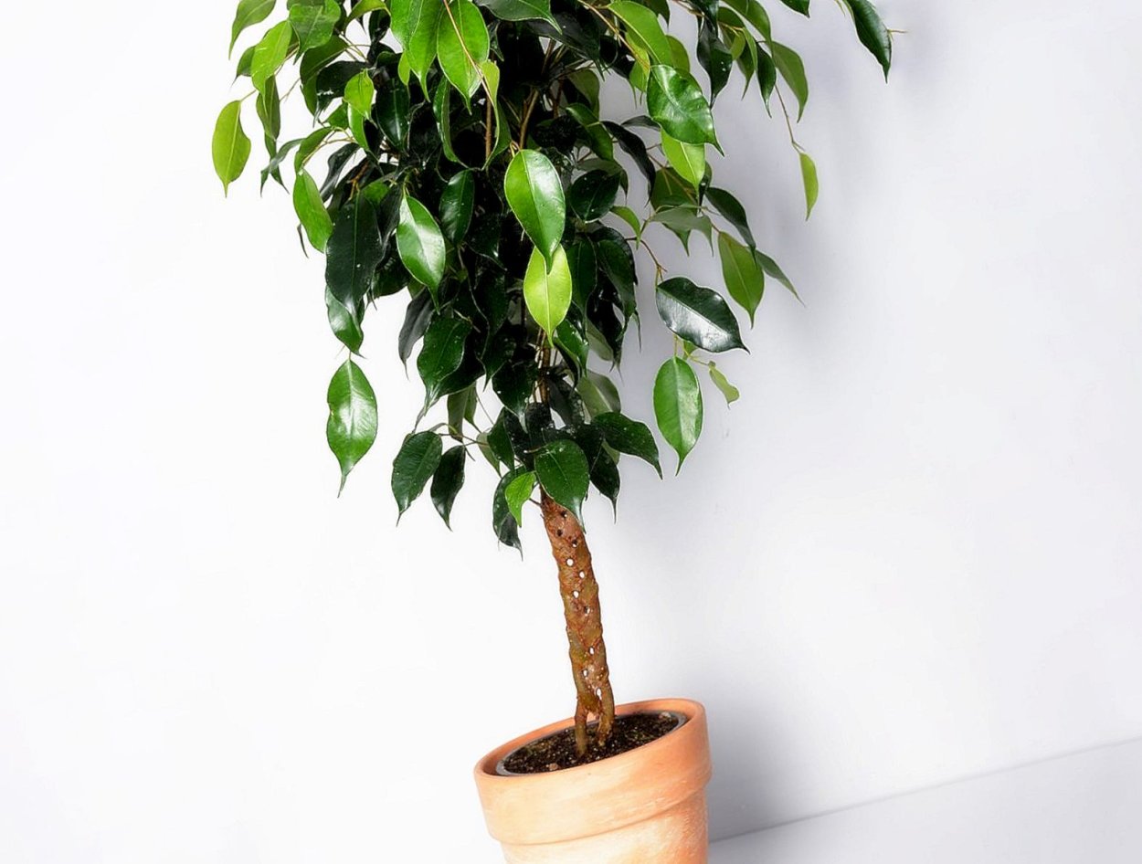 Фикус Бенджамина пестрый