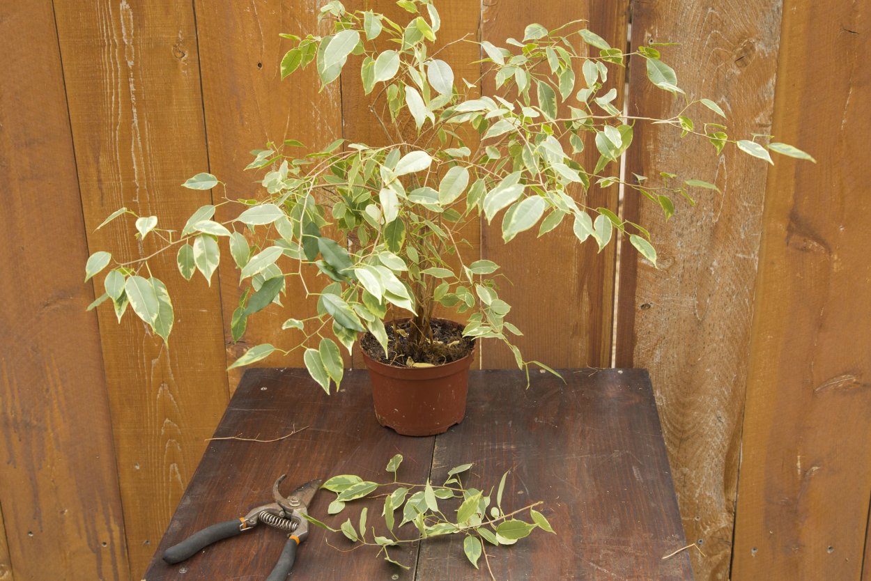 Фикус Бенджамина дерево