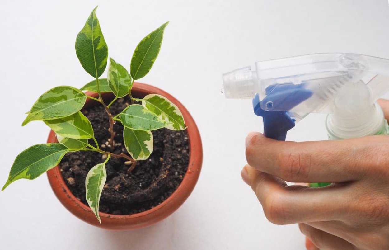 Паспорт фикуса Бенджамина