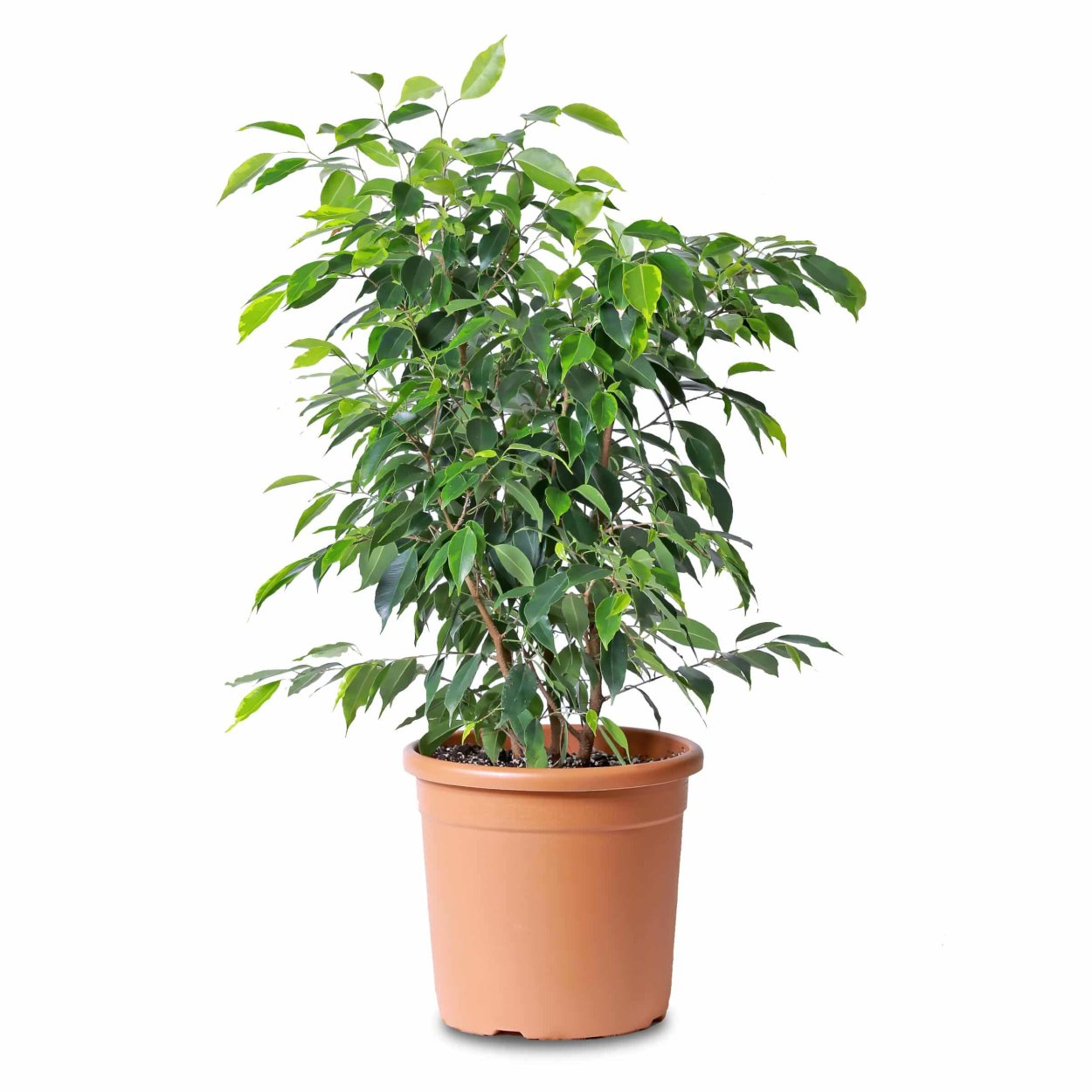 Фикус каучуконосный паспорт растения