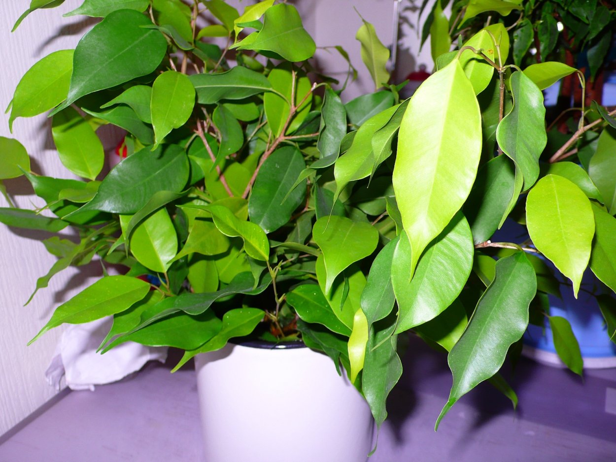 Фикус каучуконосный эластика