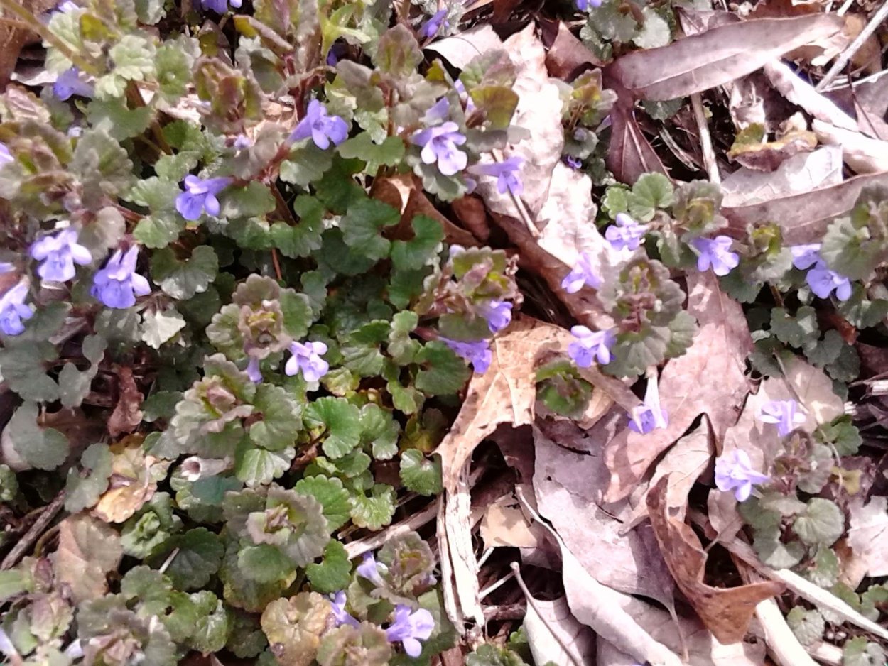 Будра глехома