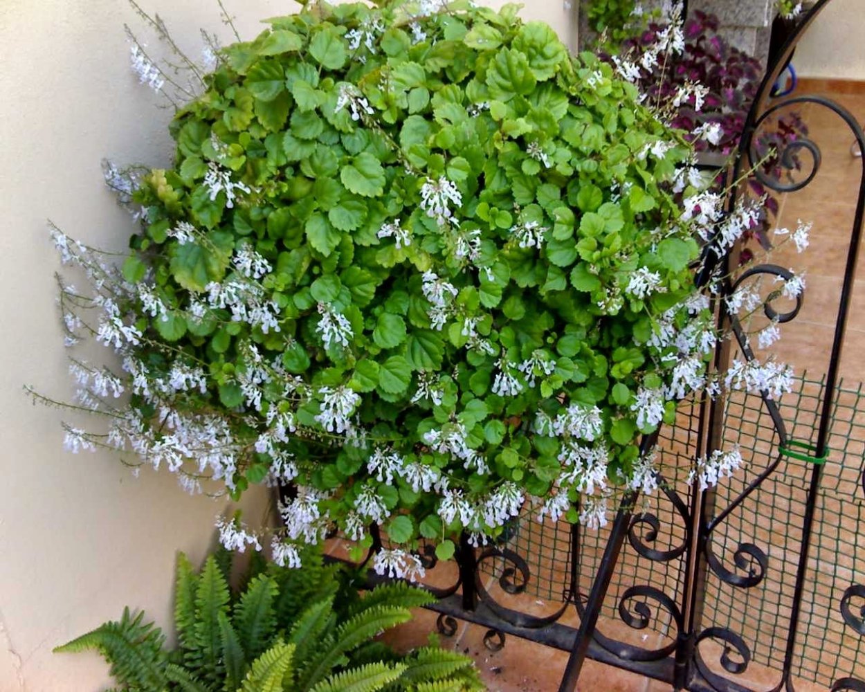 Будра Glechoma variegata