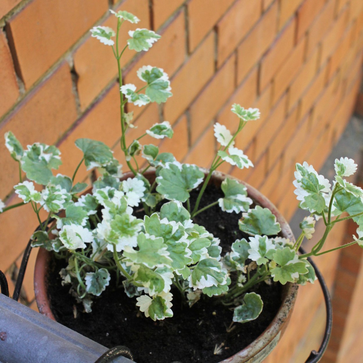 Будра плющевидная