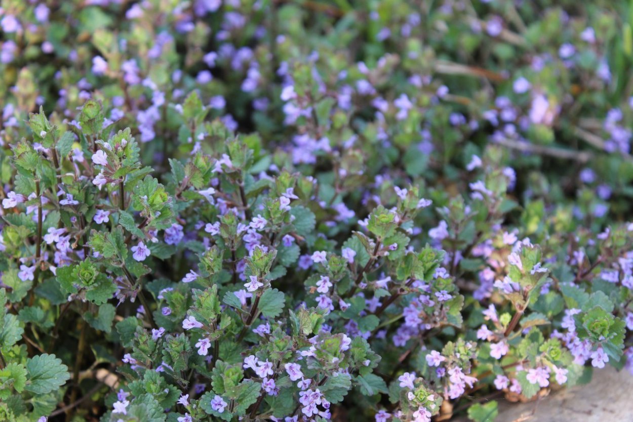 Глехома variegata