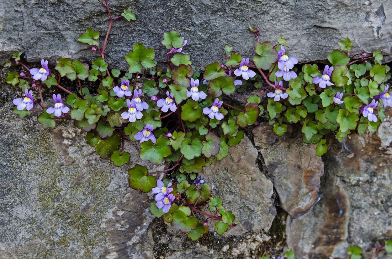 Собачья мята плющевидная