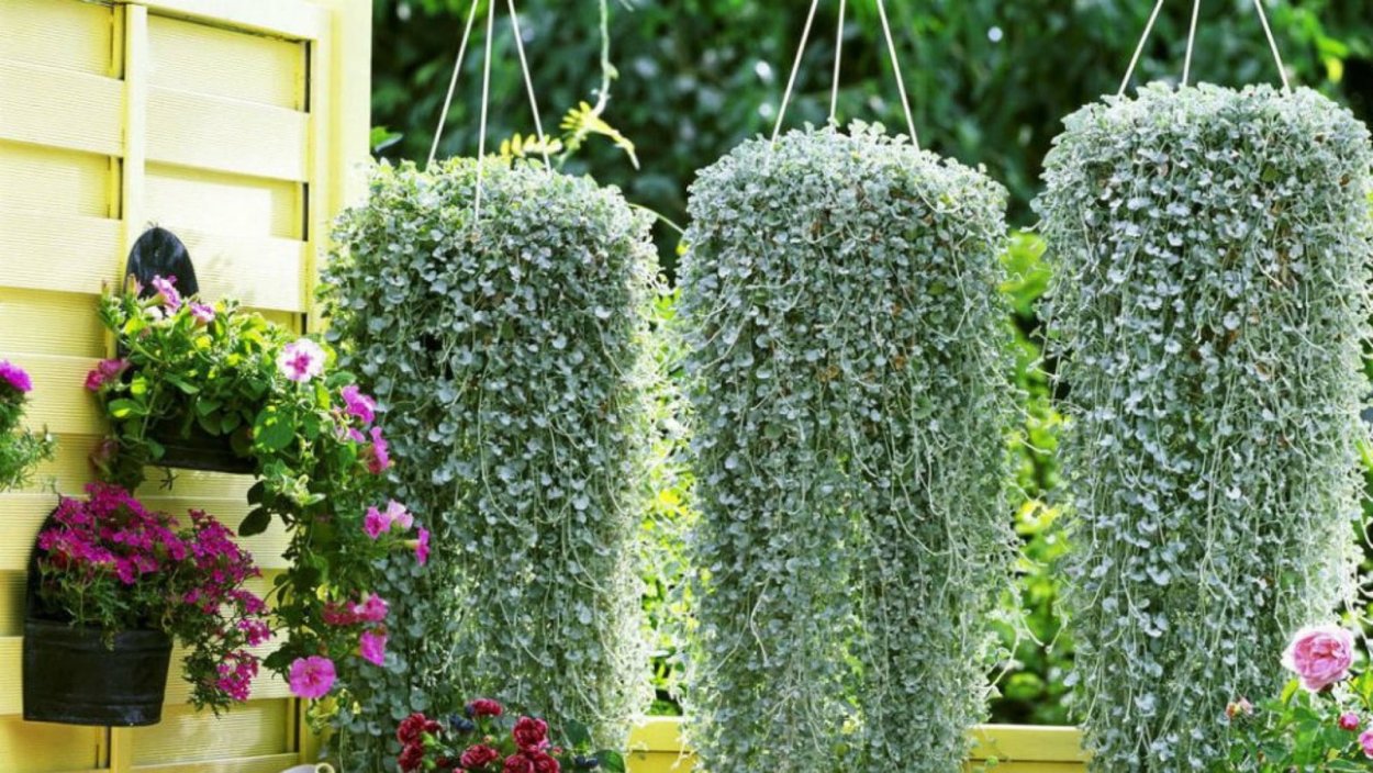 Будра глехома ползучая