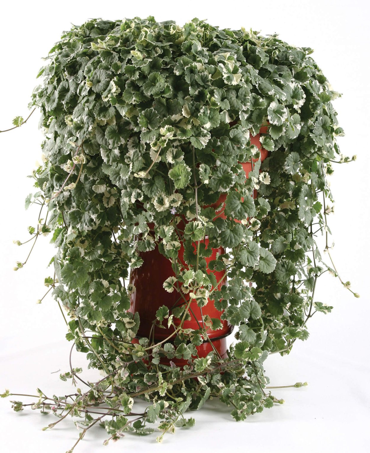 Будра плющелистная Вариегата