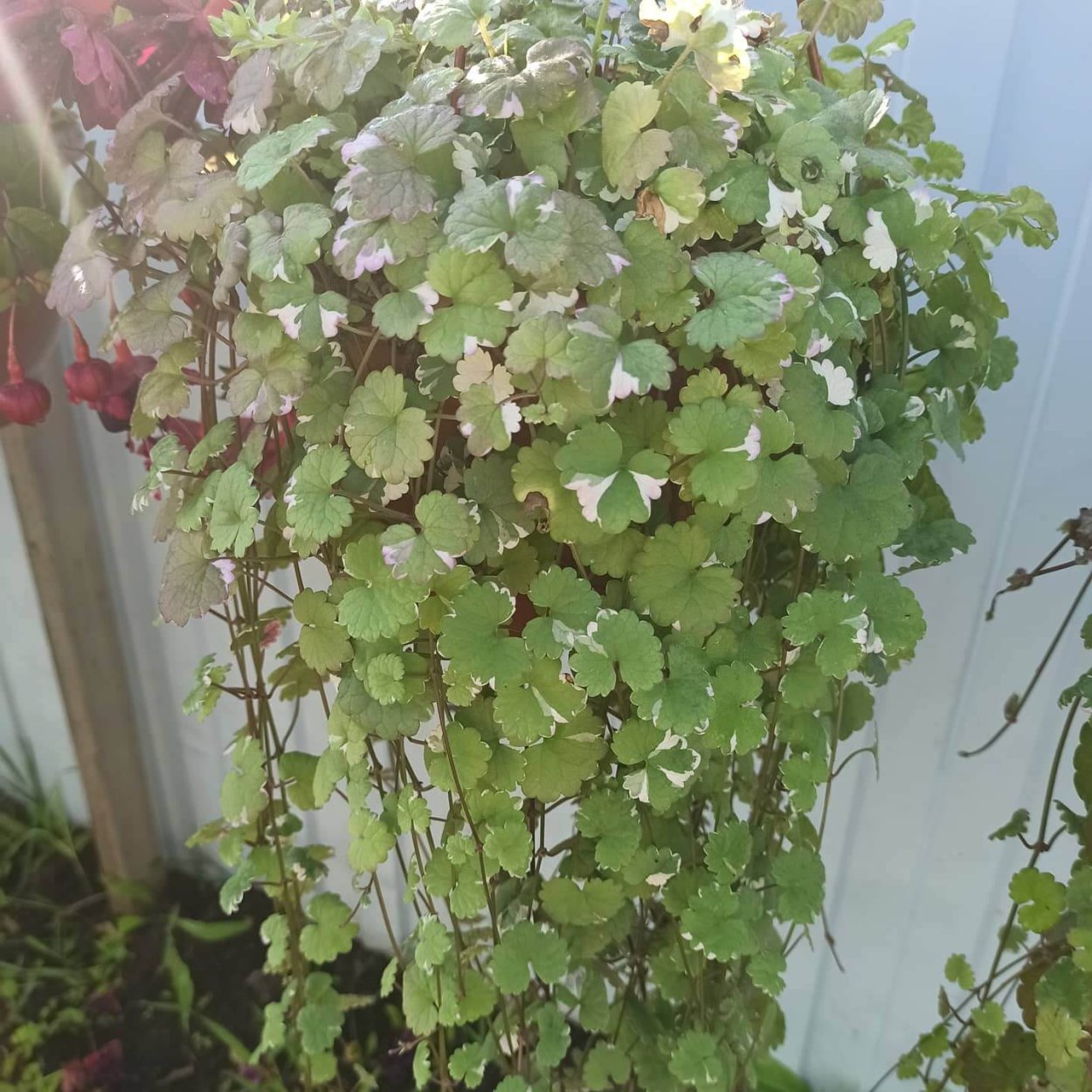 Будра глехома