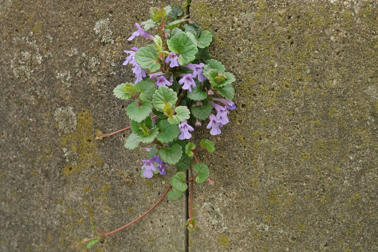 Плектрантус verticillatus