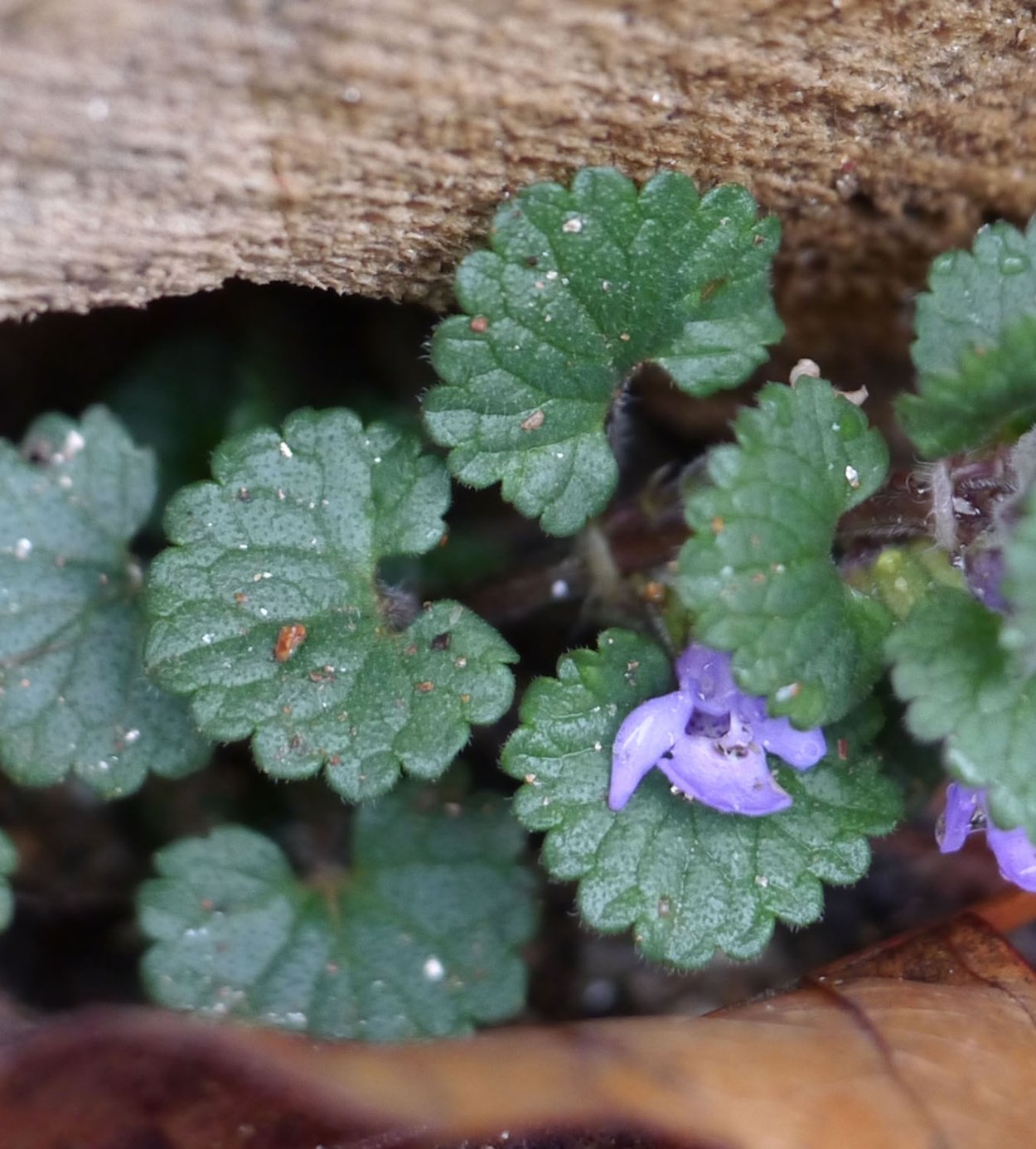 Будра Кошачья мята