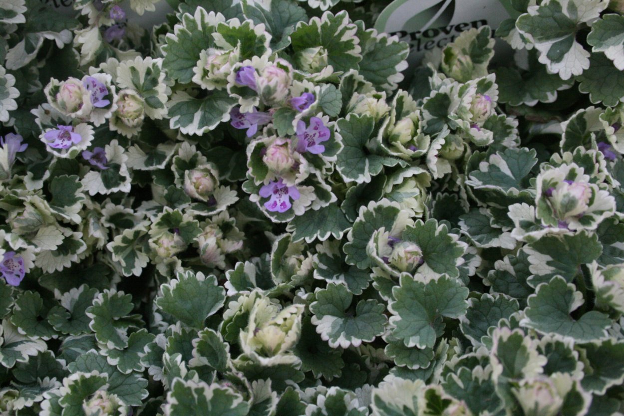 Будра глехома Вариегата