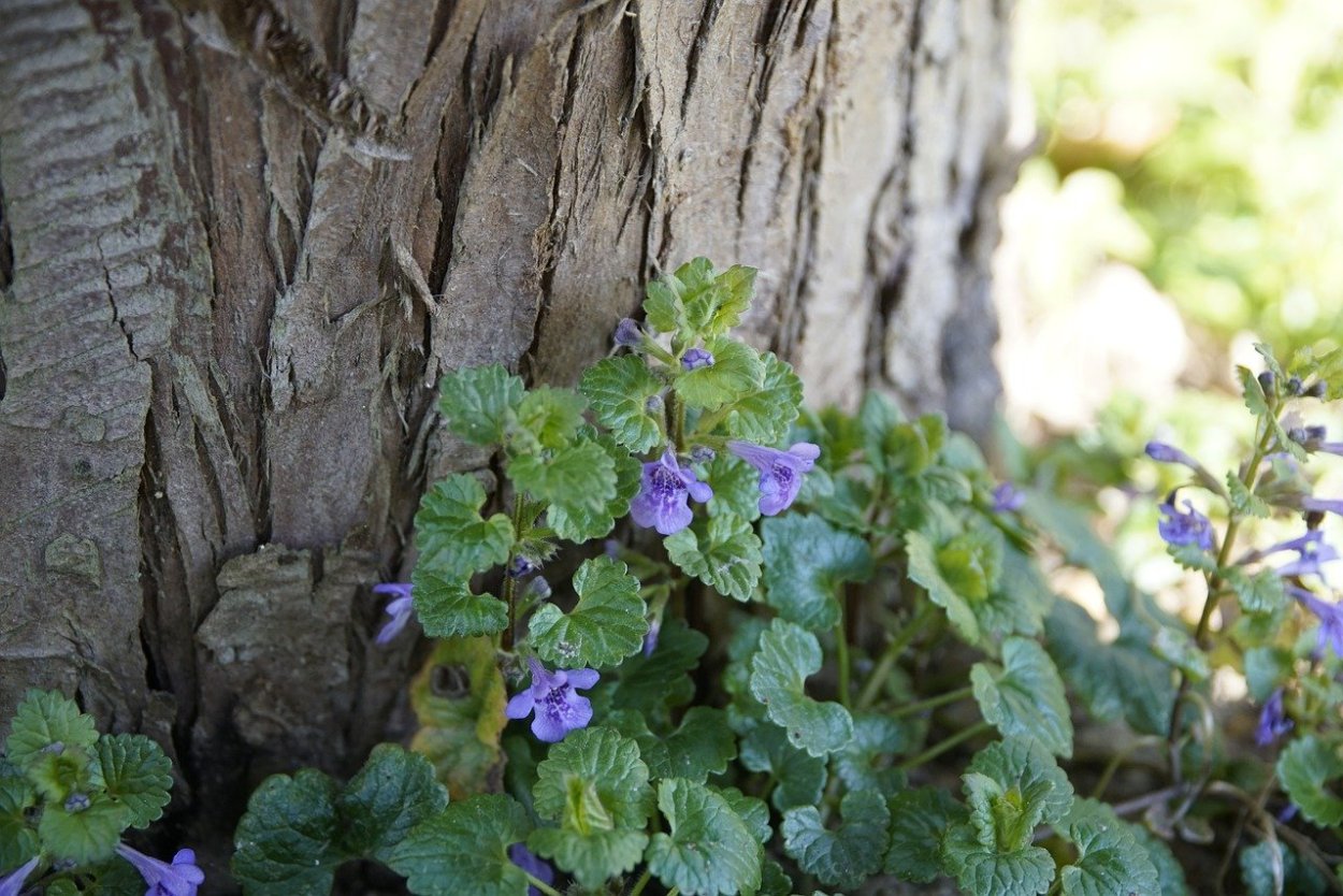 Будра плющевидная Glechoma hederacea