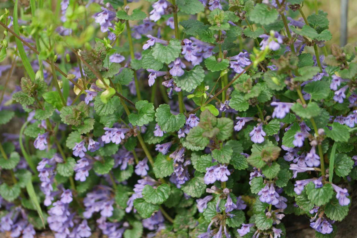 Плектрантус ампельный вариегатный