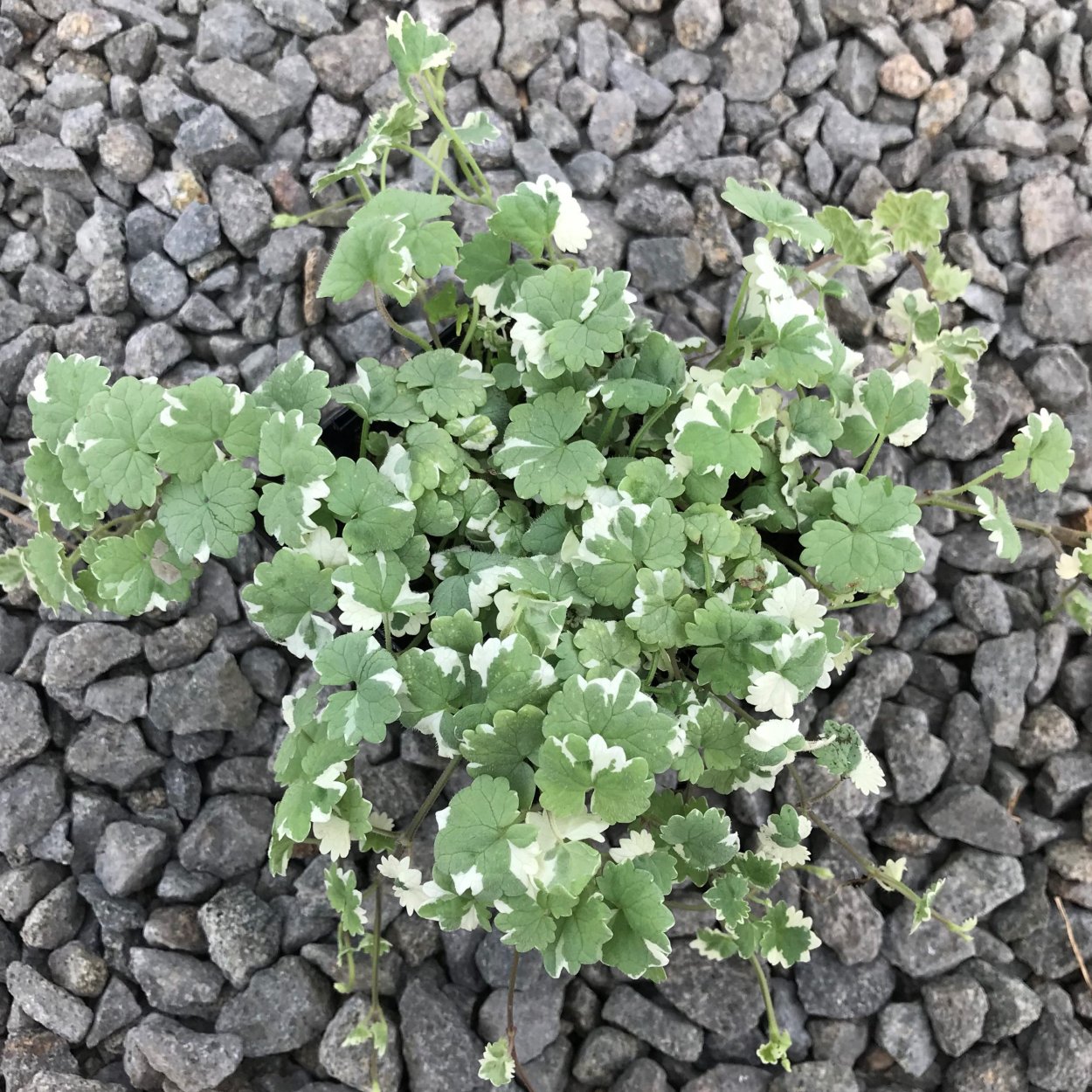 Будра ампельная