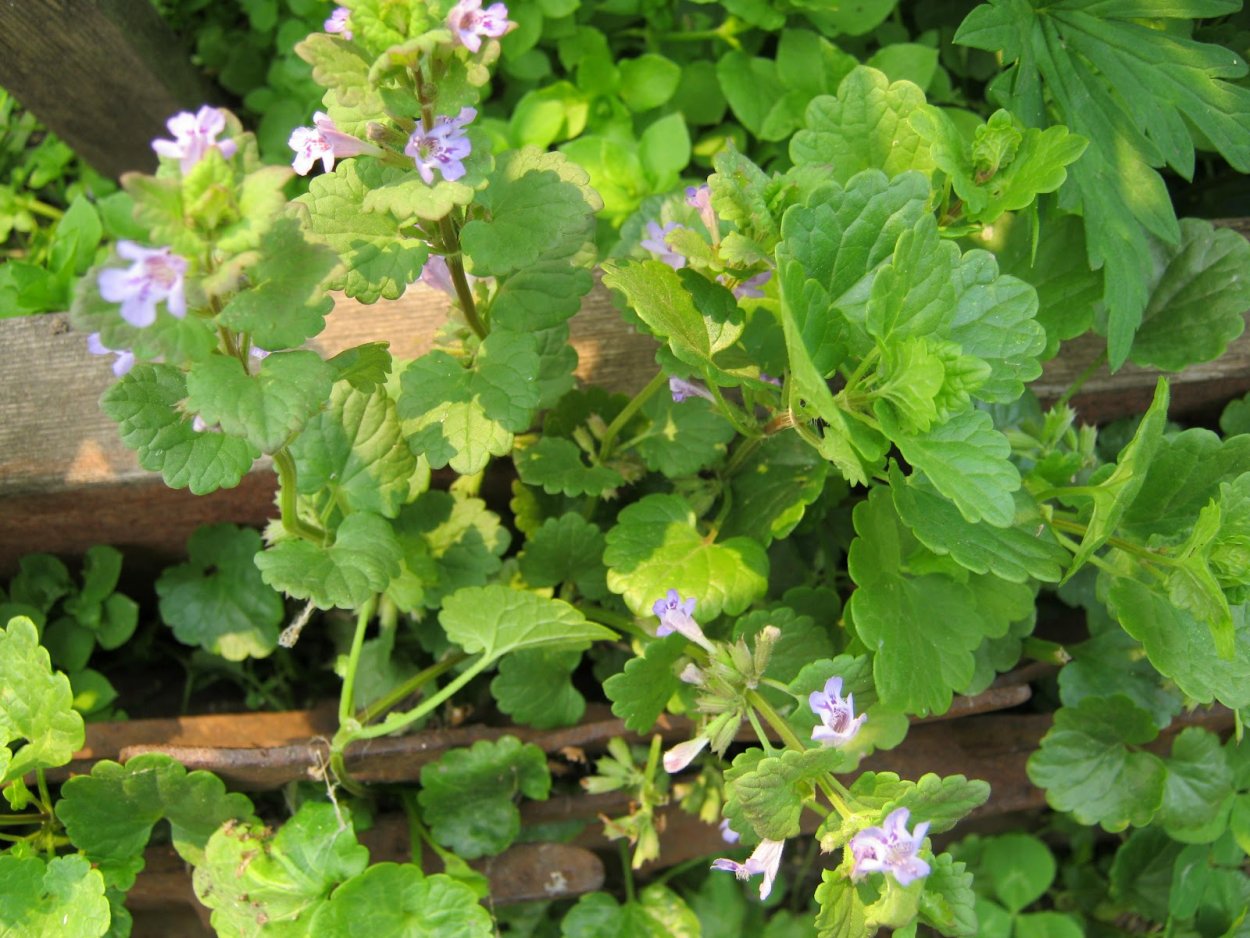 Будра ампельная