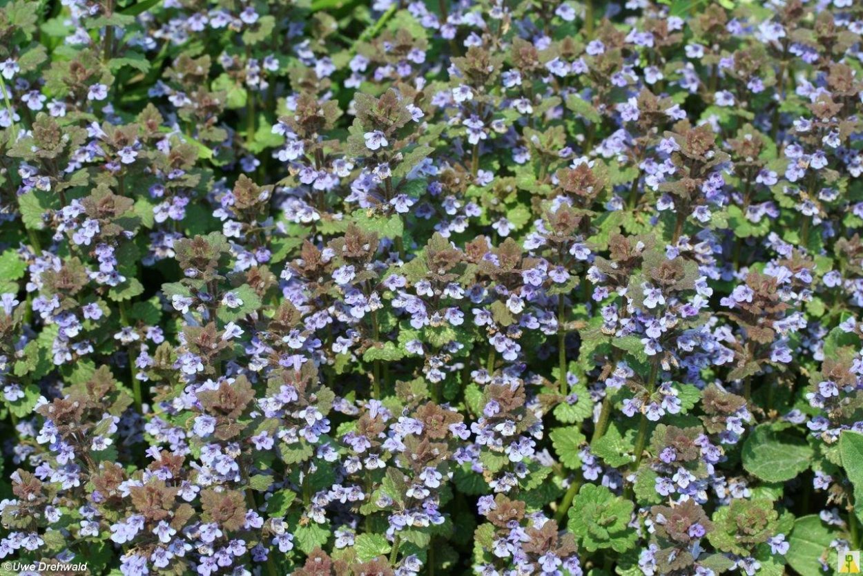 Цветок Бакопа ампельная