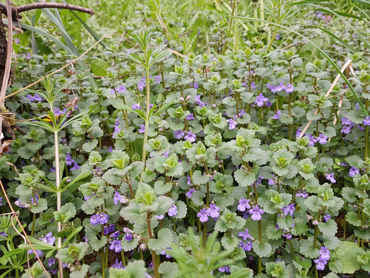 Собачья мята плющевидная