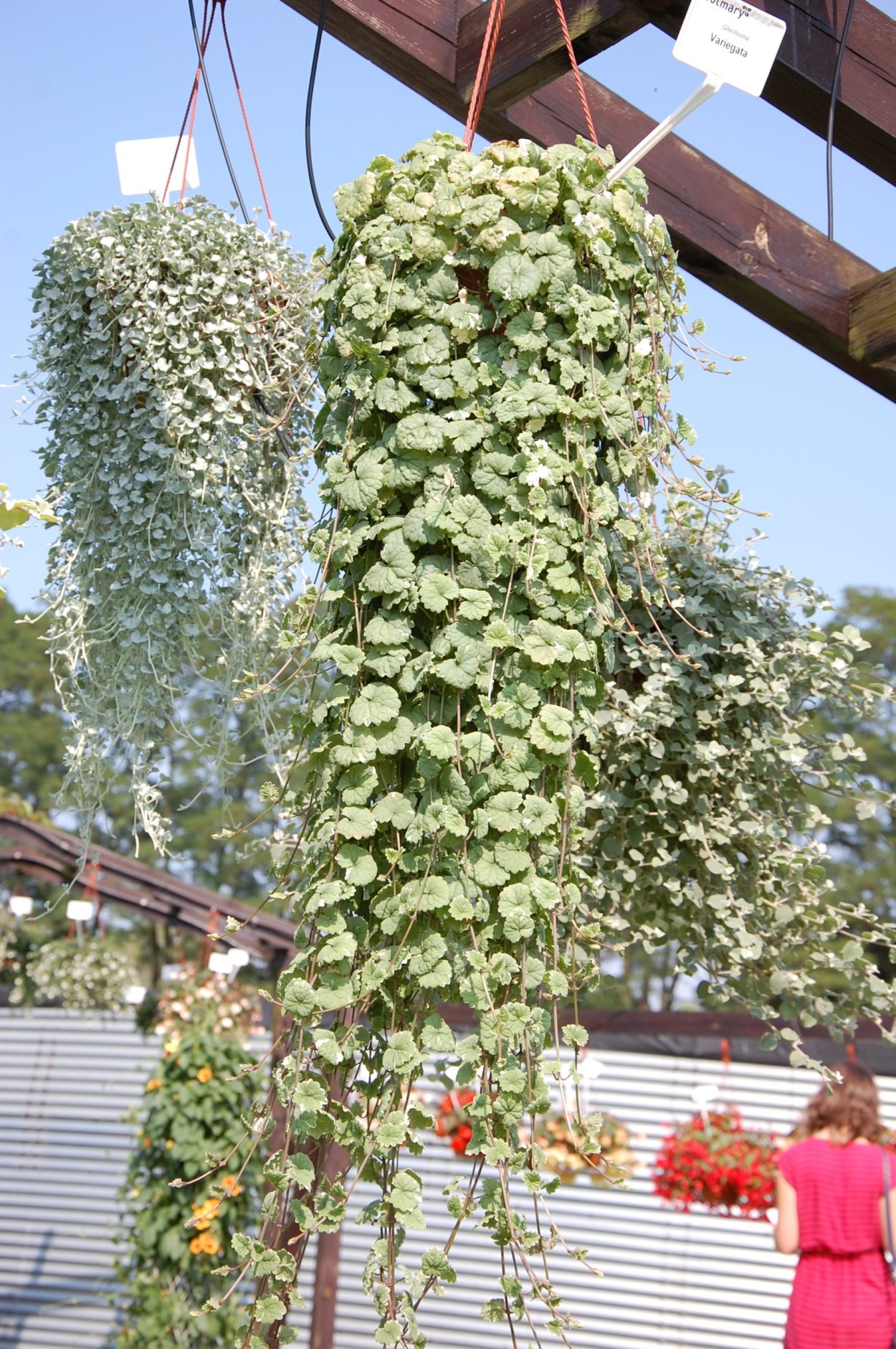 Собачья мята будра плющевидная