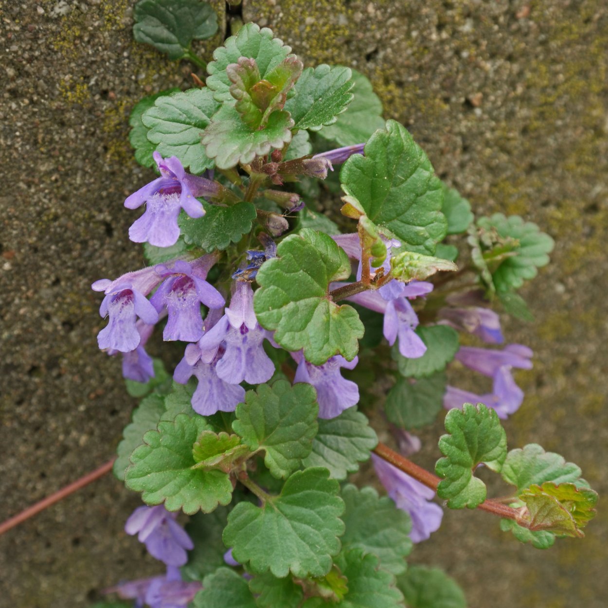 Собачья мята будра плющевидная