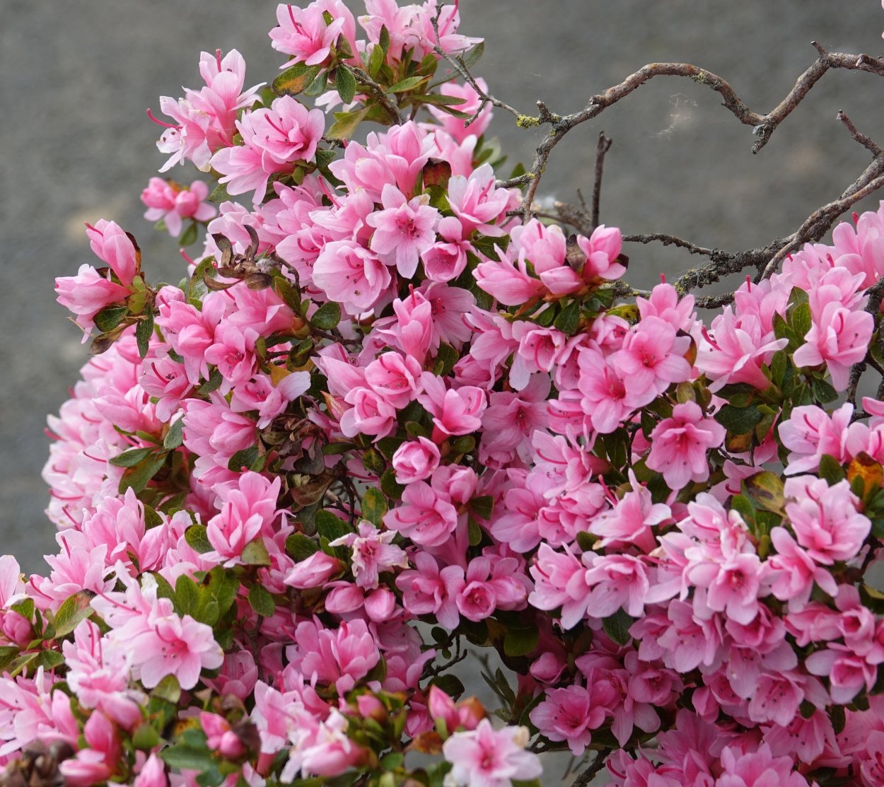 Кустарник с розовыми цветами