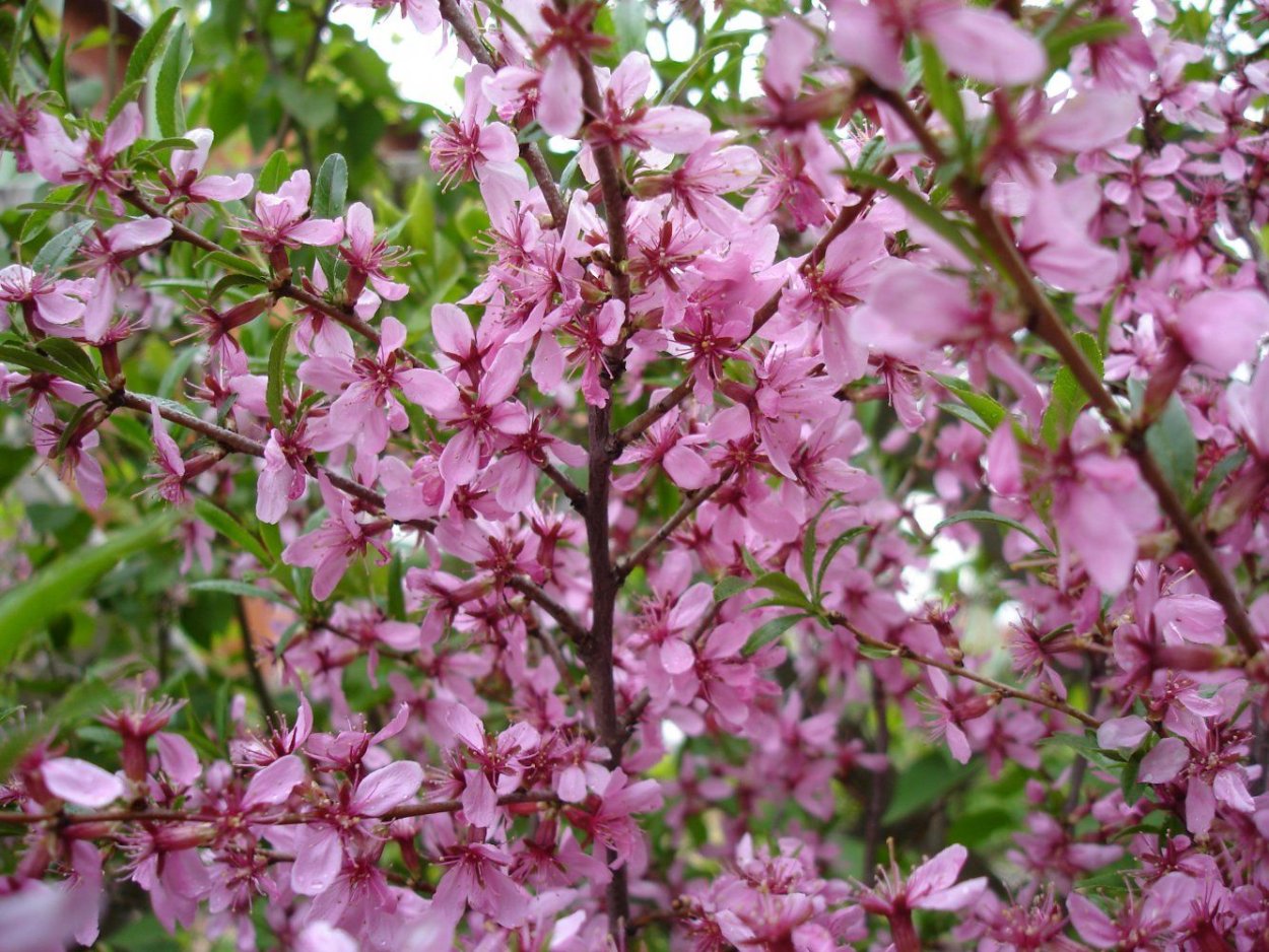 Белые цветущие кустарники