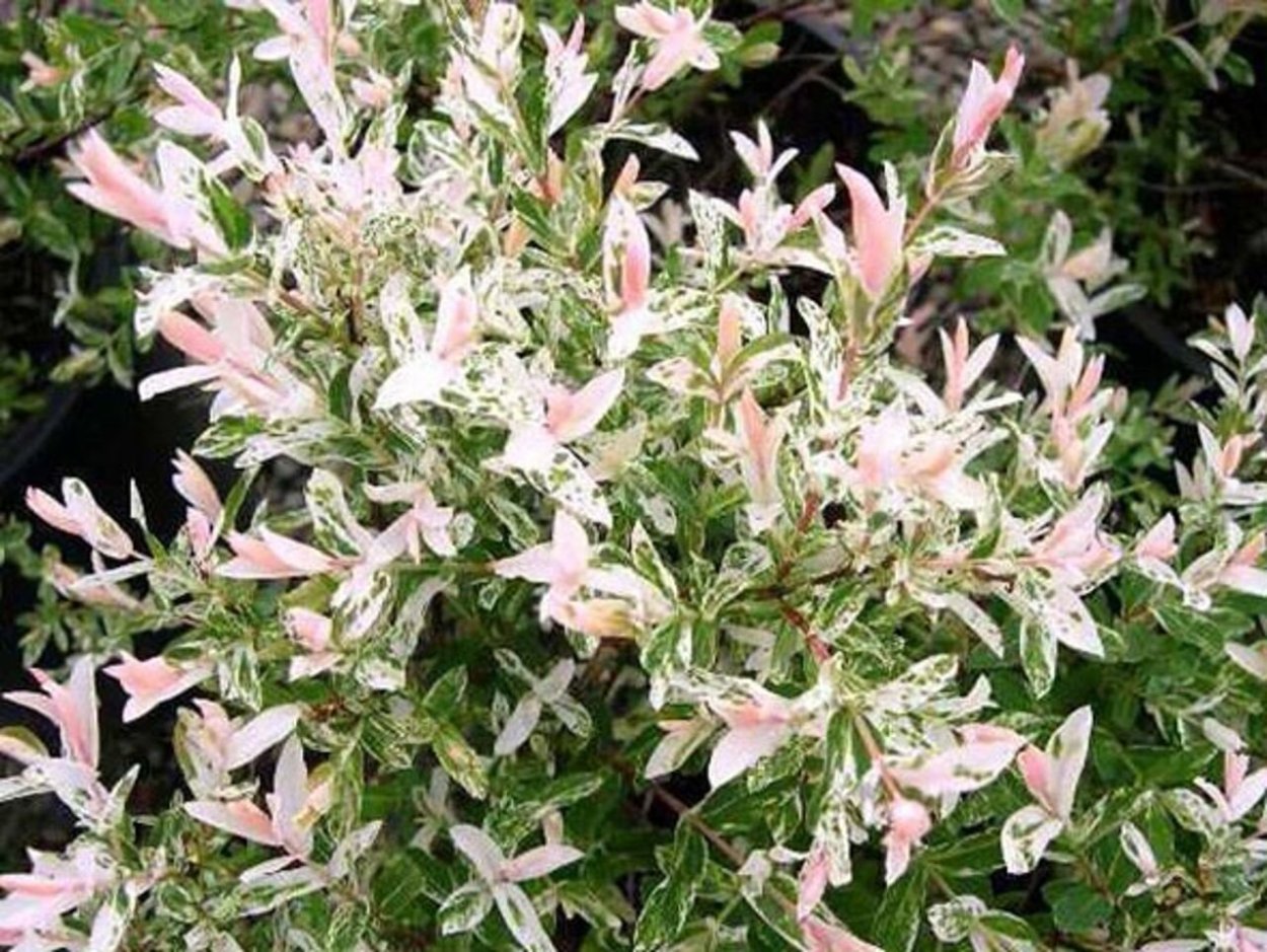 Кустарник Буш Цветущий