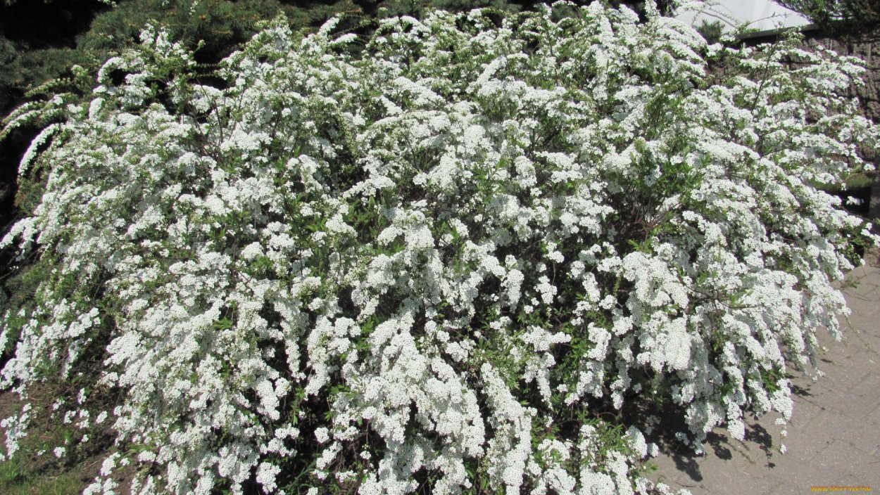 Рододендрон Азалия розовая