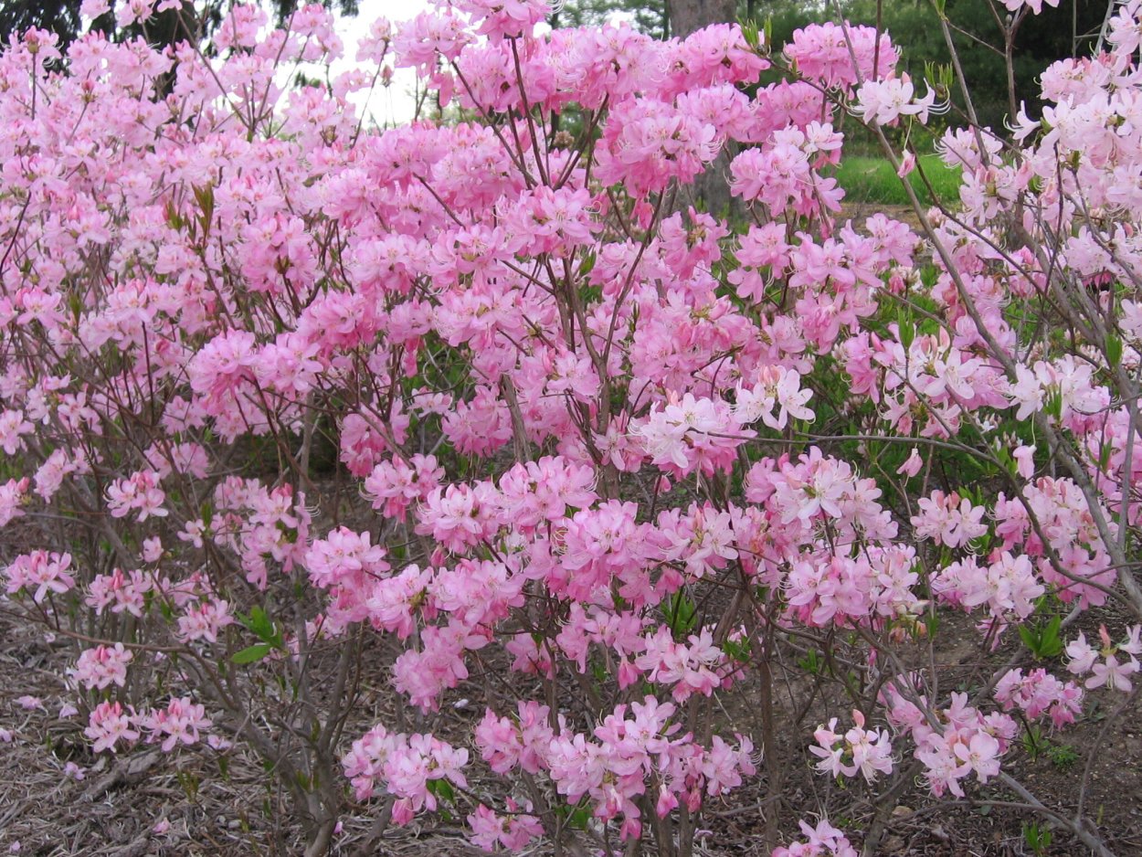 Роза розовая кустовая для ландшафтного дизайна