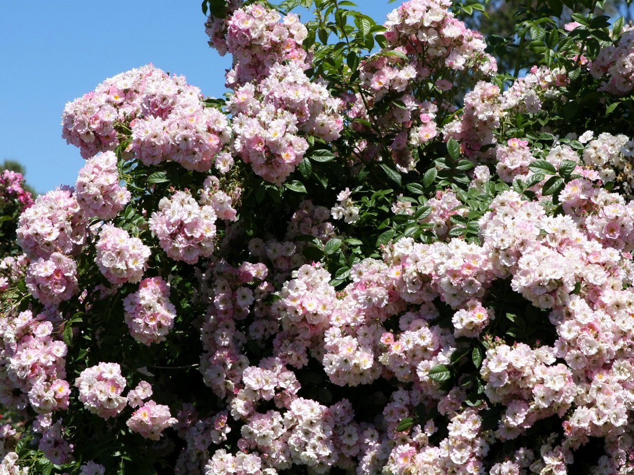 Ива цельнолистная (Salix Integra Hakuro Nishiki)