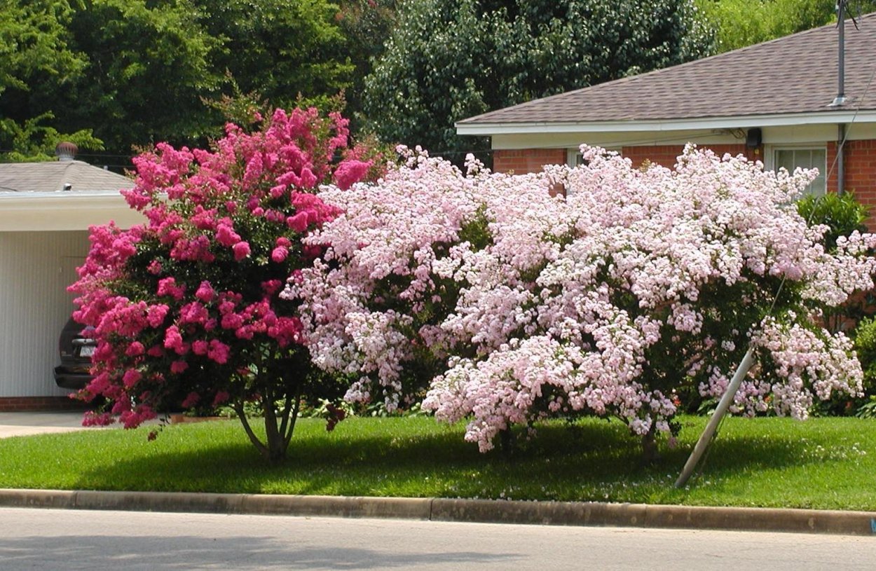 Скумпия Кожевенная Роял пурпур